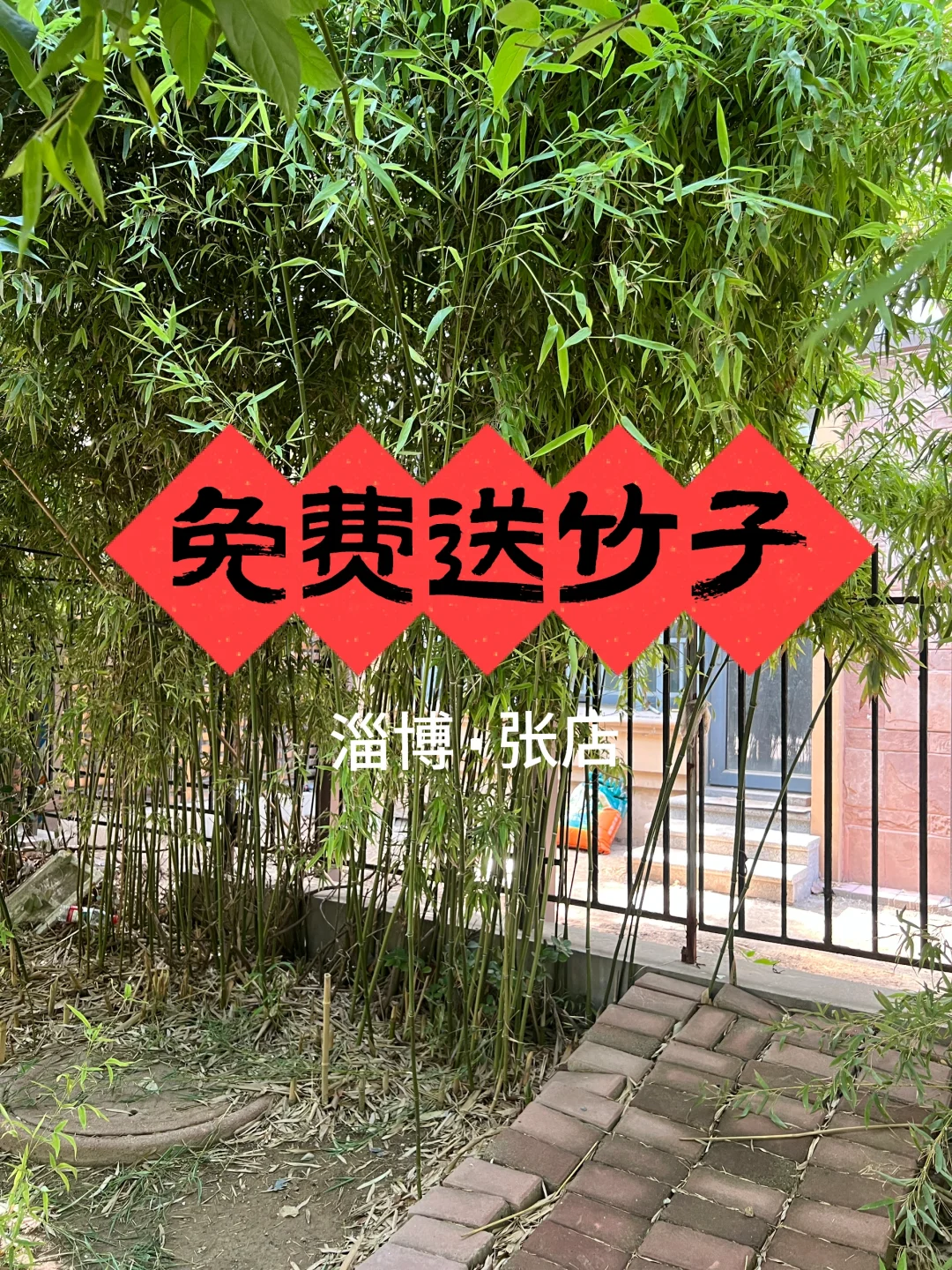 淄博 免费送竹子！