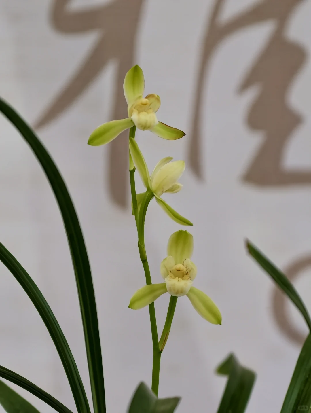 桂林花展｜太饱眼福~我太爱兰花啦！