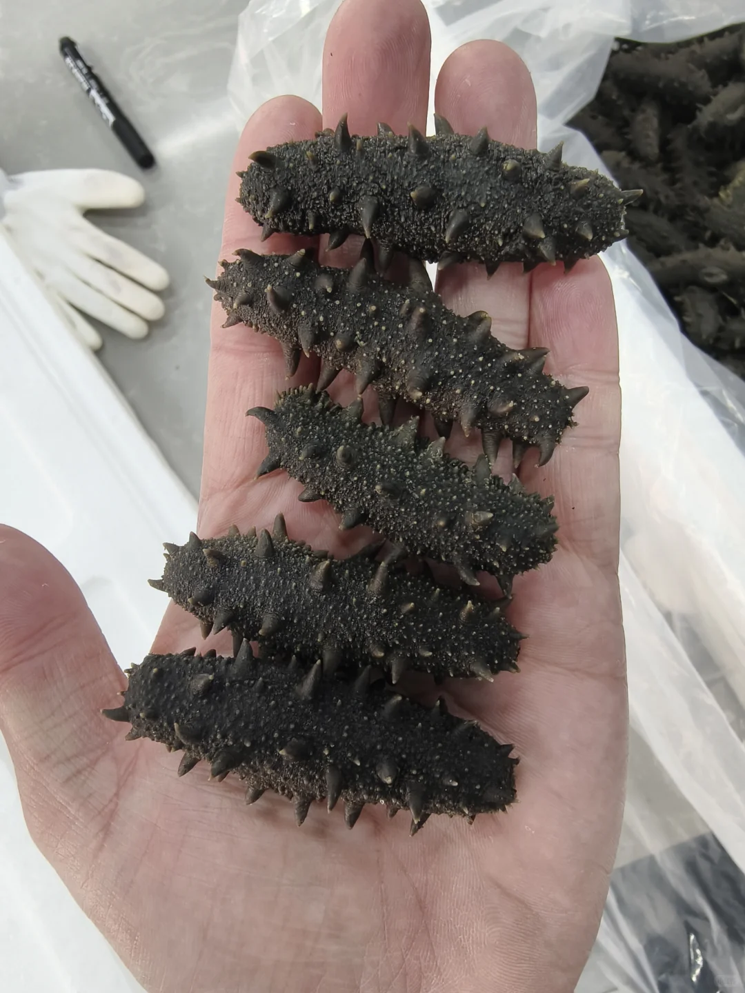 即食，半干，淡干所有规格齐全！