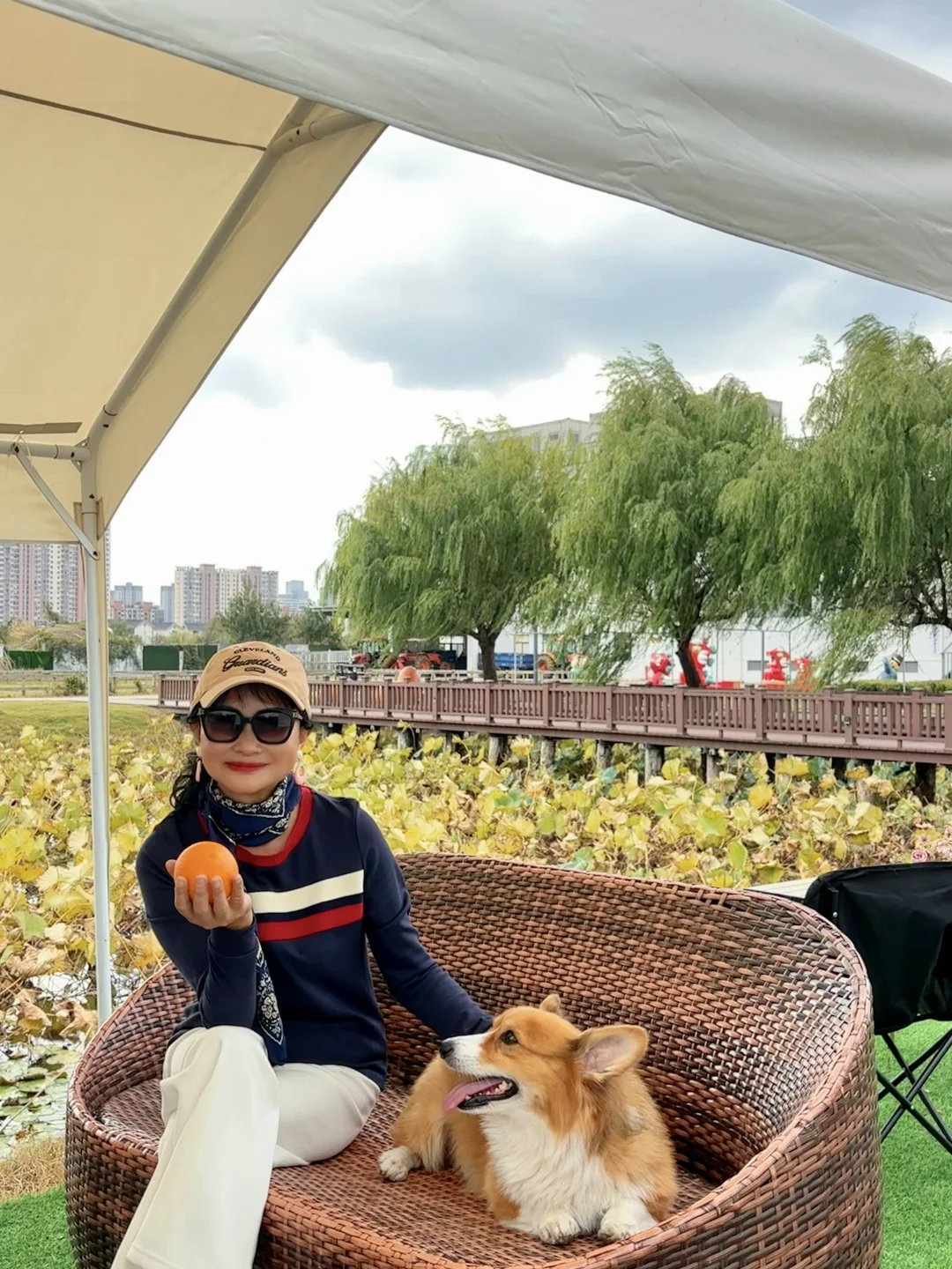 稻海漫过窗棂时,刚好接住了嘉定向阳的秋