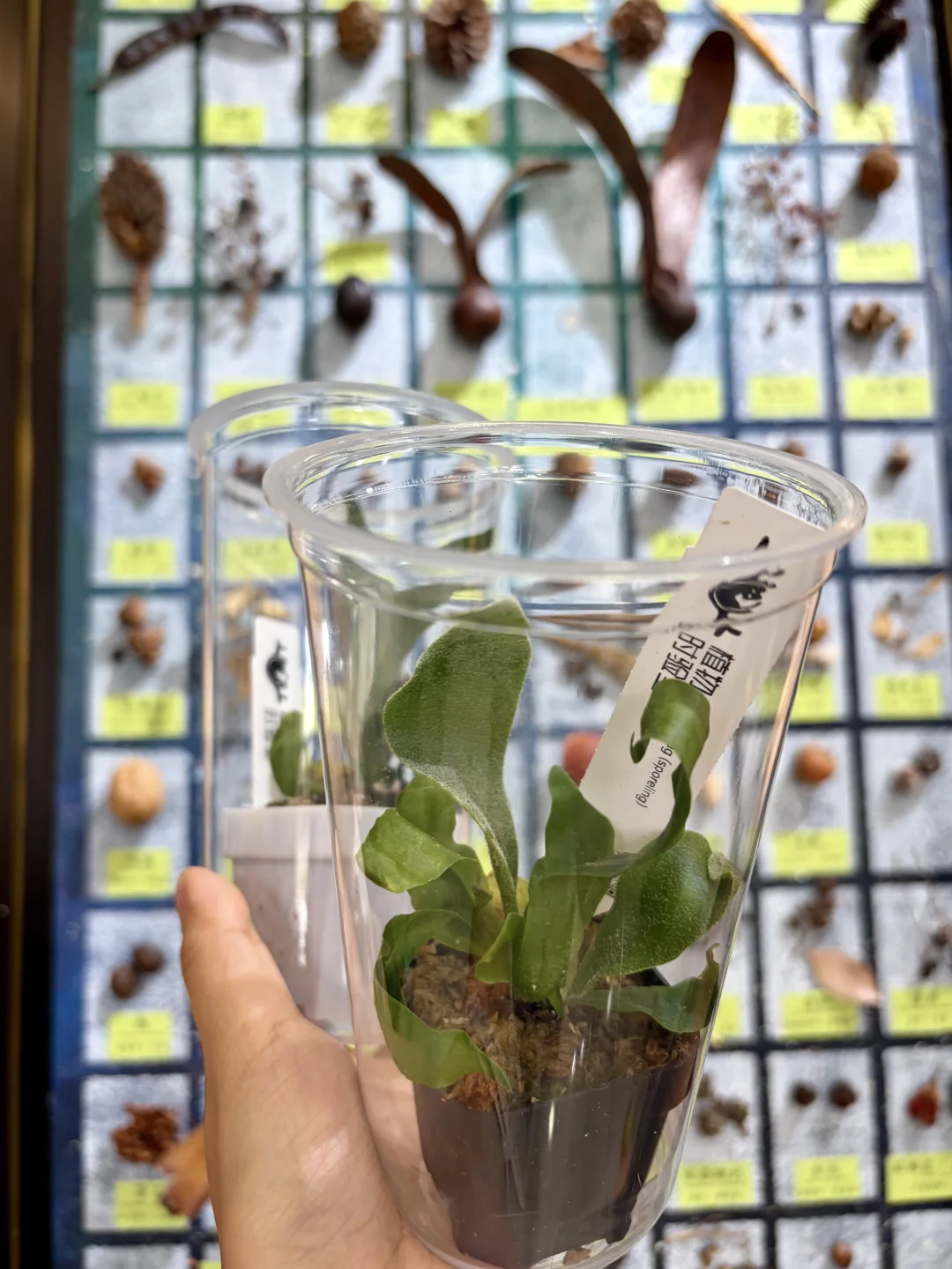 没有人能空手离开无锡热植展?