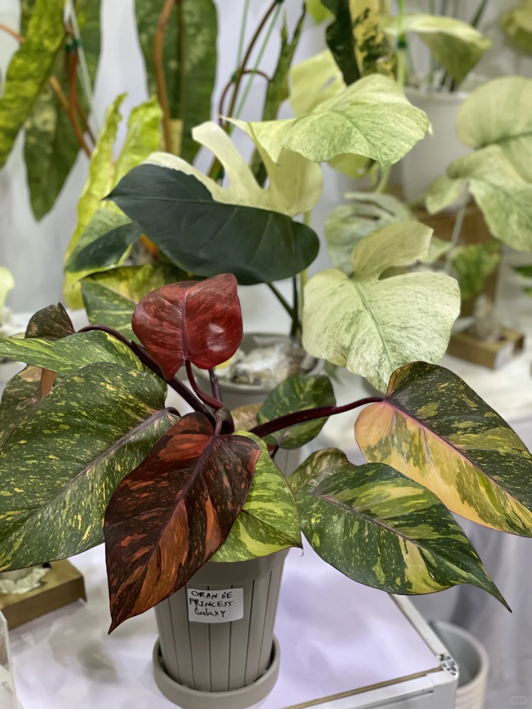 明天是最后一天!欢迎参观我们的S50展位