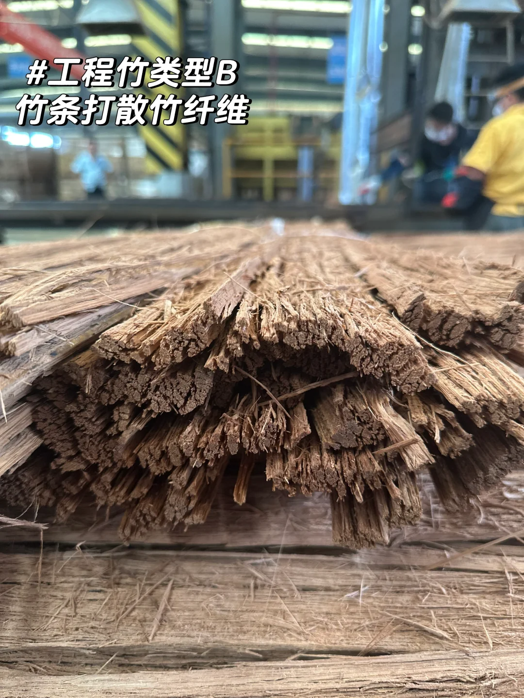 竹子的前世今生