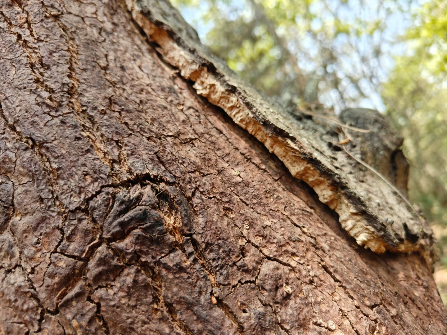 被低估了的可持续材料｜栓皮栎树皮