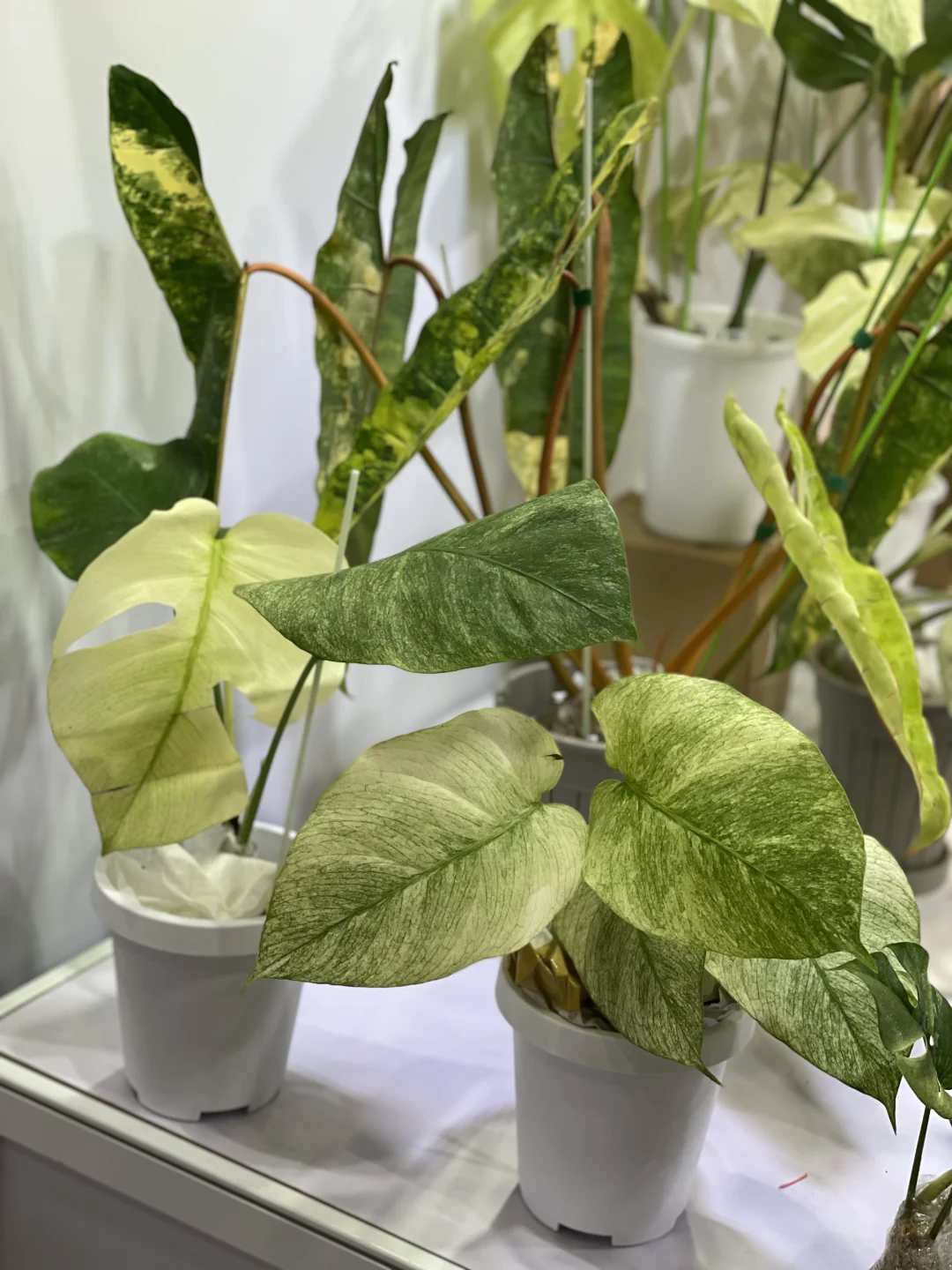 明天是最后一天!欢迎参观我们的S50展位