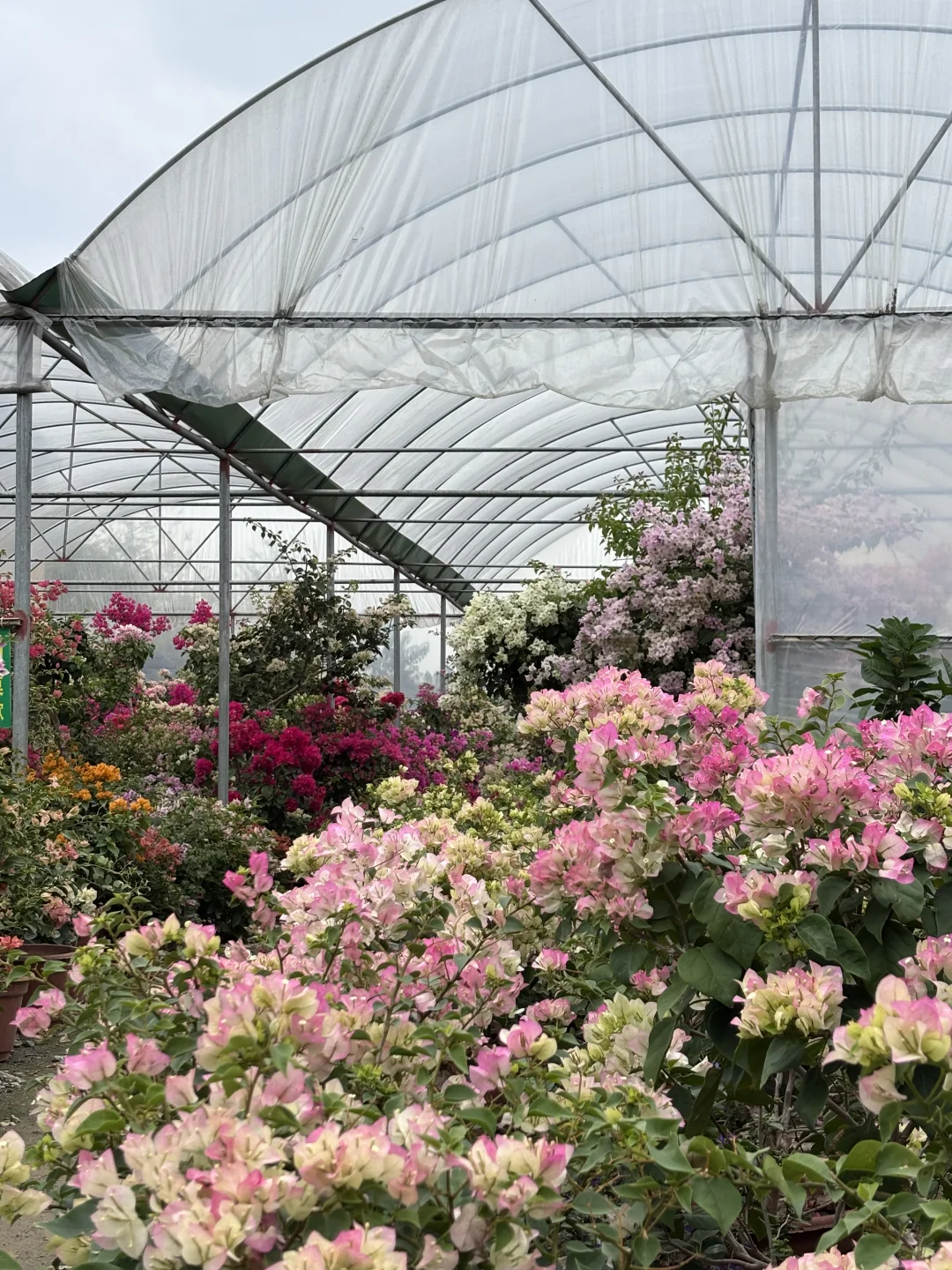 周末不知道去哪？来桂林花展当一天花仙子吧