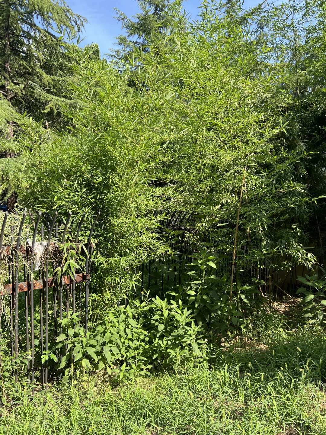 淄博 免费送竹子！