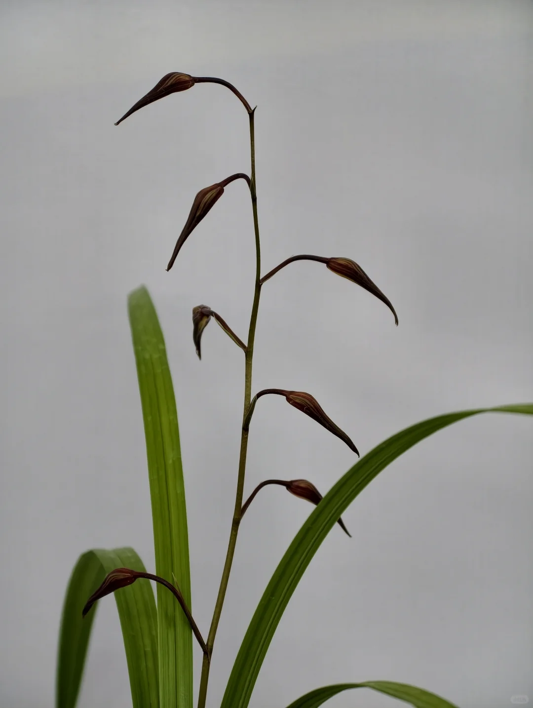 桂林花展｜太饱眼福~我太爱兰花啦！