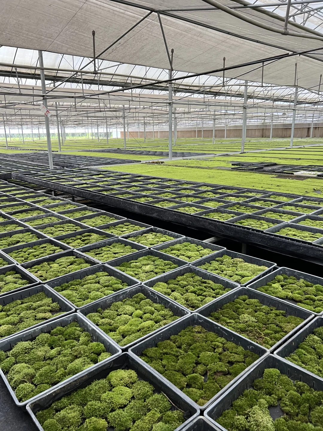 苔藓混搭一共6盒 满足不同造景需求