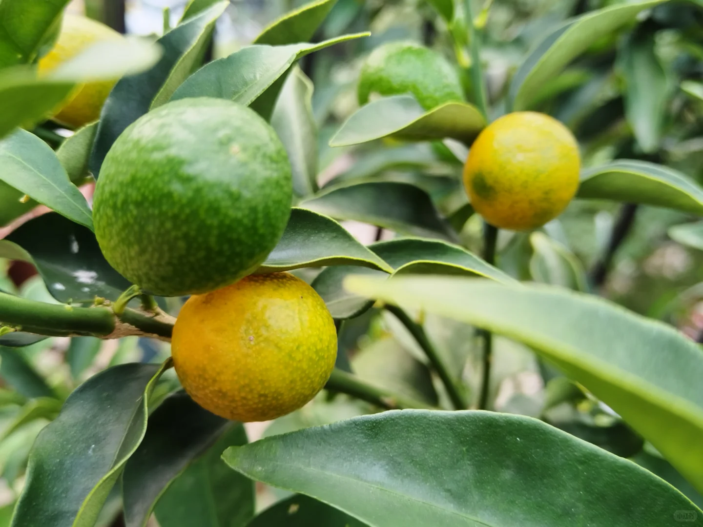 这种口感，维生素C的含量肯定很高