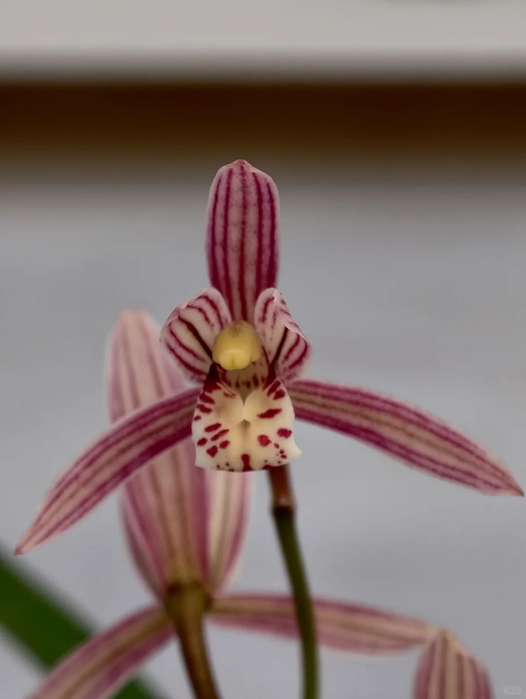 桂林花展｜太饱眼福~我太爱兰花啦！
