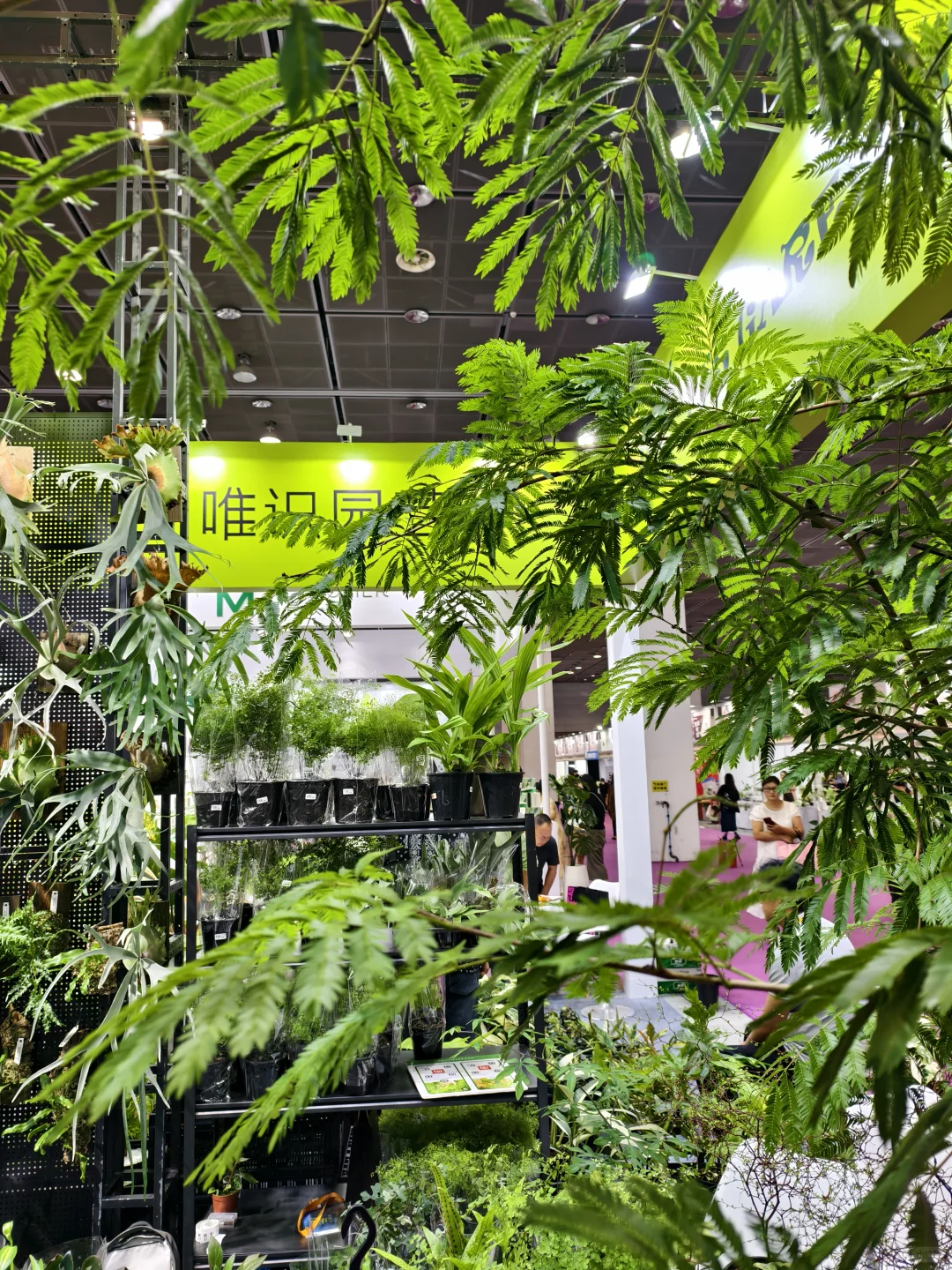 10.17live无锡热植展火热开展?中花大会