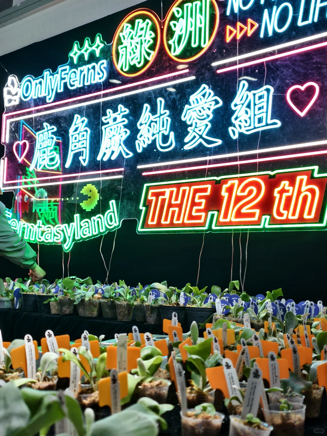 10.17live无锡热植展火热开展?中花大会