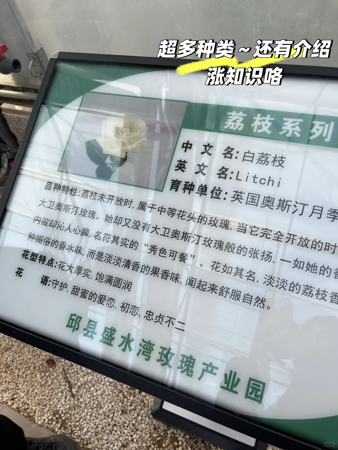 邯郸绝美打卡地！宝藏小众玫瑰花园！