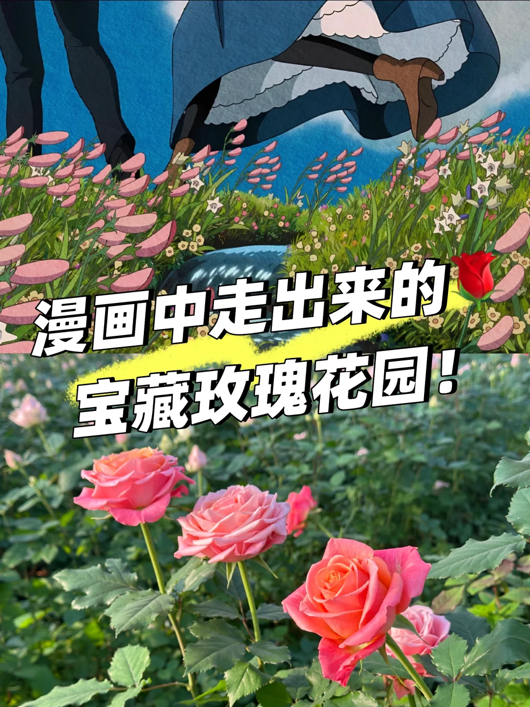 邯郸绝美打卡地！宝藏小众玫瑰花园！