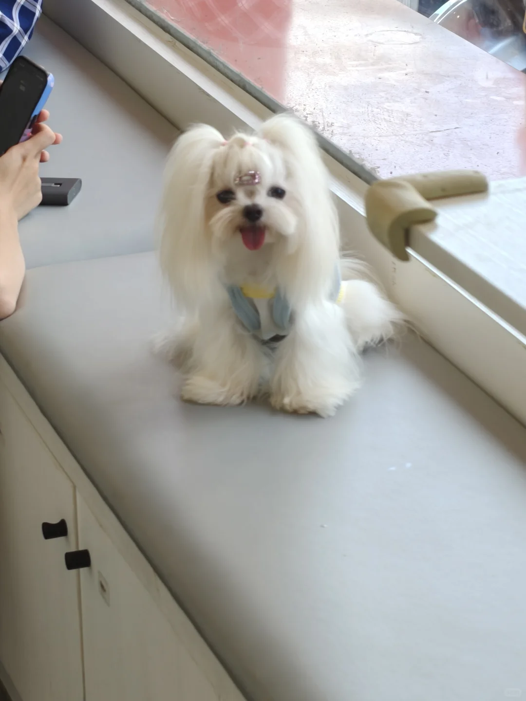 00后入职宠物医疗设备的第2个月