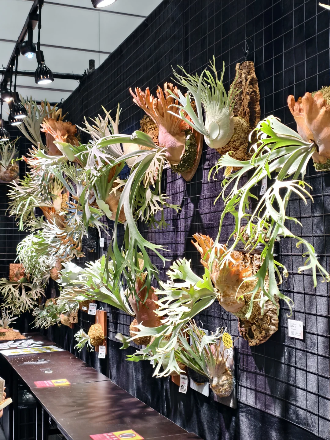 10.17live无锡热植展火热开展?中花大会