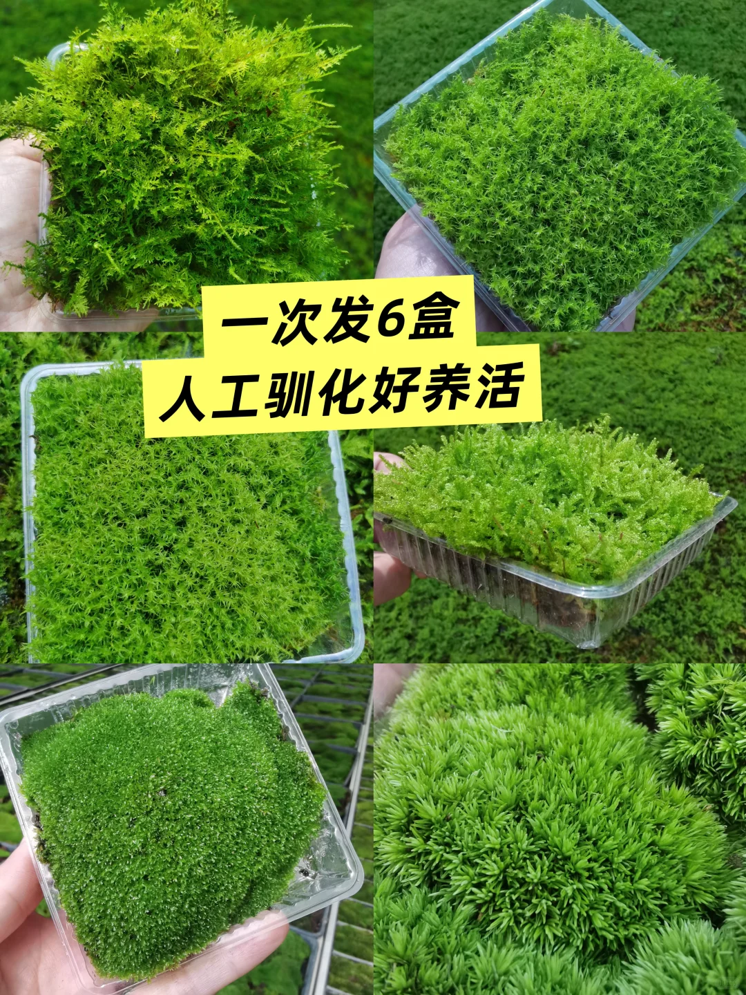 苔藓混搭一共6盒 满足不同造景需求