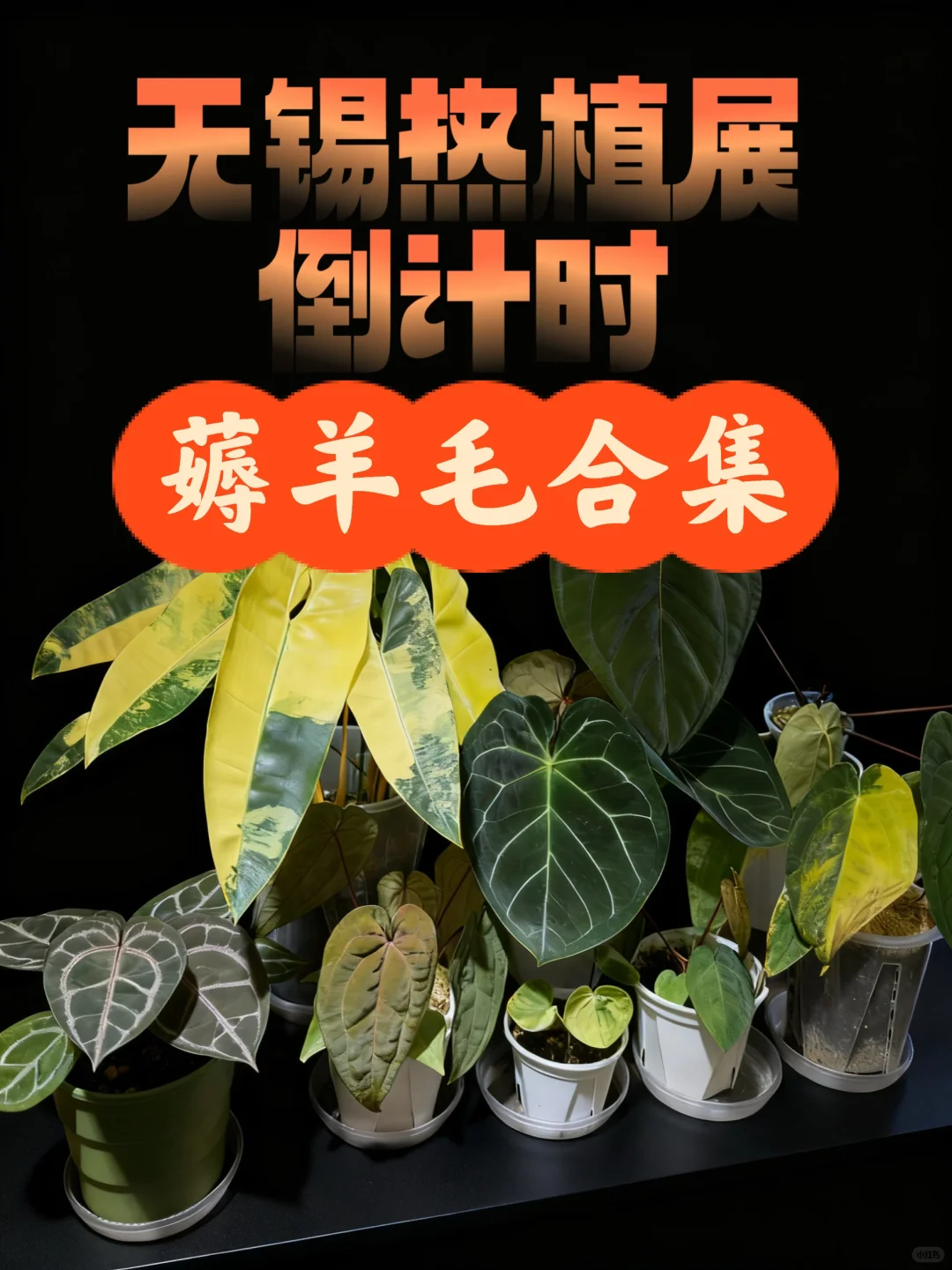 无锡热植展羊毛合集‼️‼️