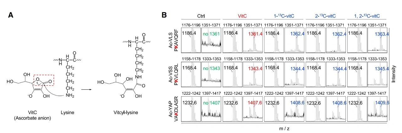 哈佛团队最新Cell,维生素C抗癌再添新证