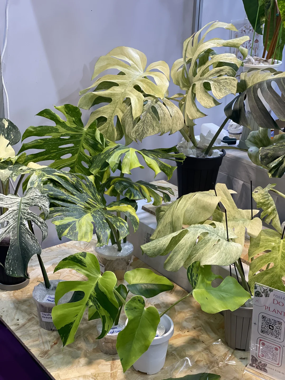 明天是最后一天!欢迎参观我们的S50展位