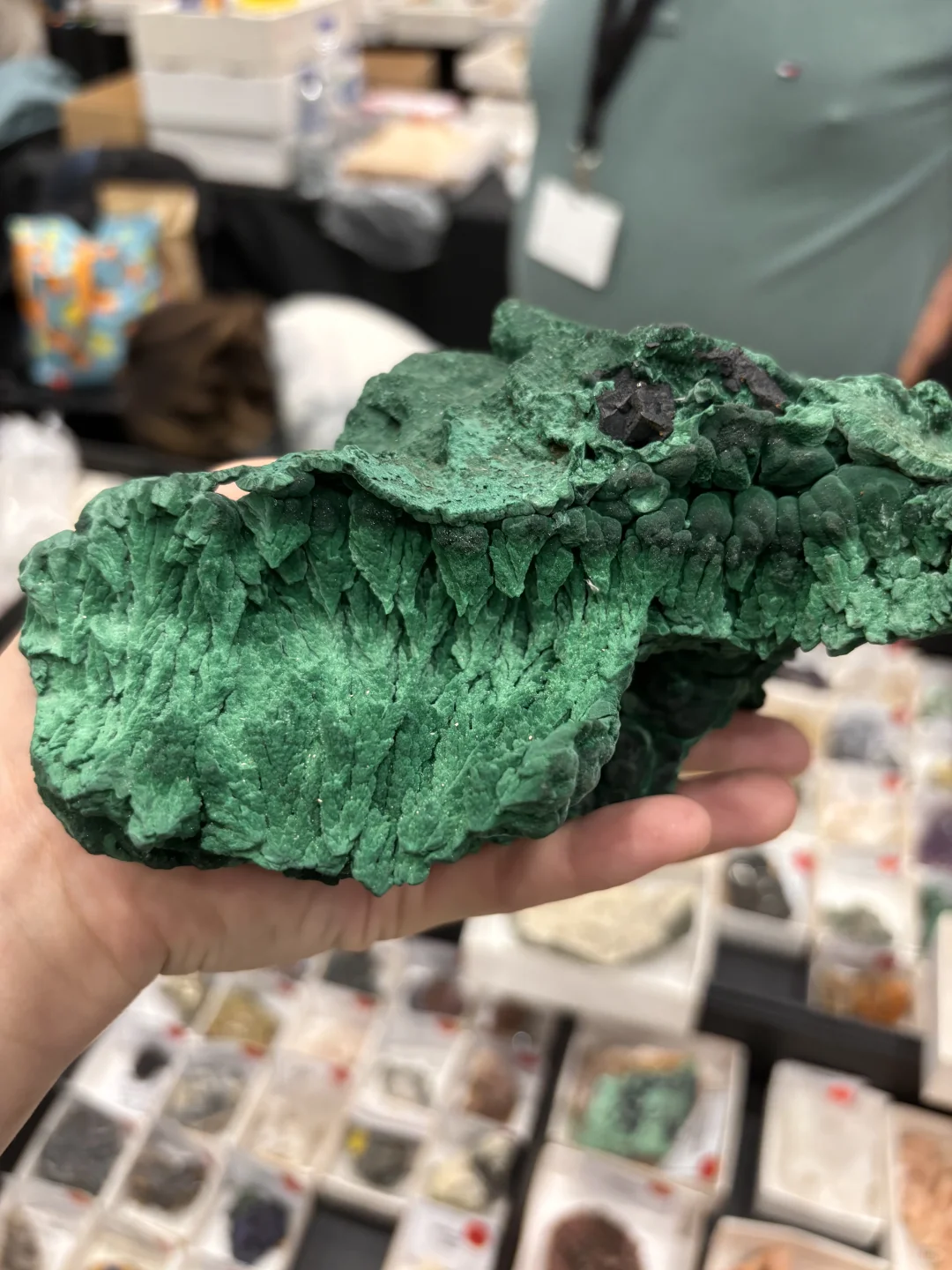 11月7号到9号，珀斯的水晶矿物宝石展又来了～