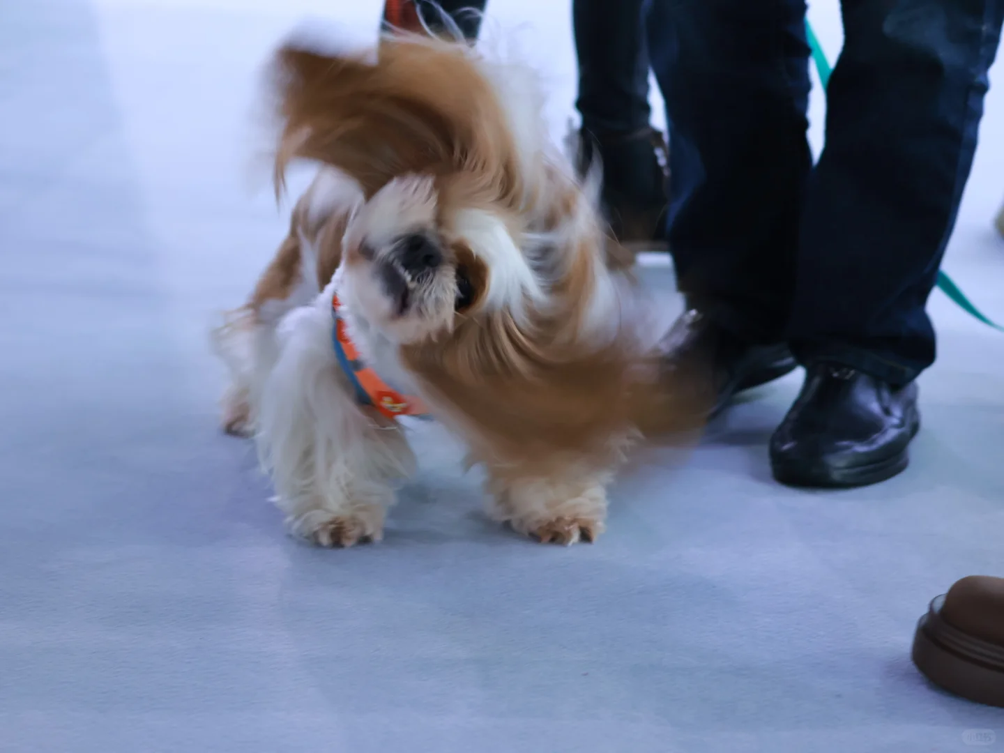 泸州宠物博览会