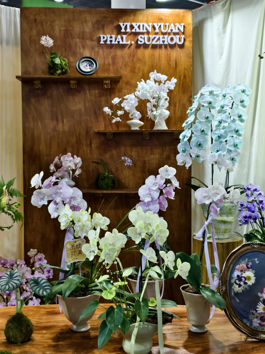 10.17live无锡热植展火热开展?中花大会