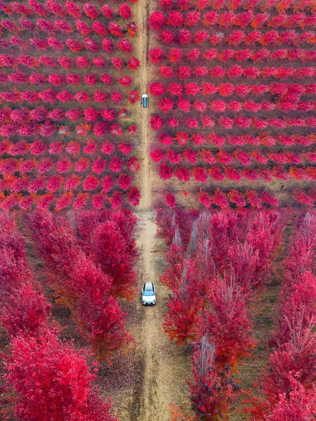 10.30实拍！北京深藏不露的红枫秘境美到失语