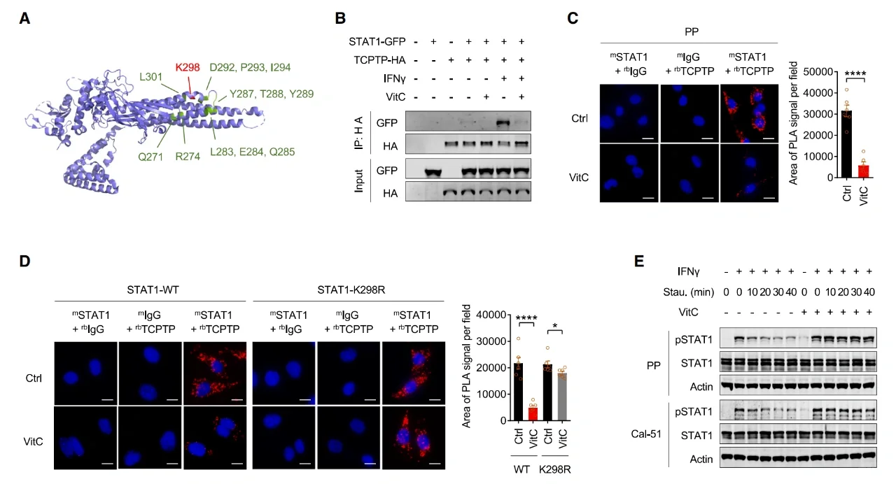 哈佛团队最新Cell,维生素C抗癌再添新证