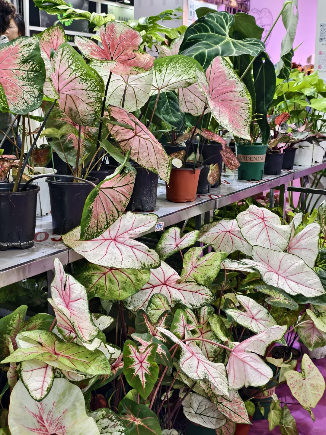 10.17live无锡热植展火热开展?中花大会