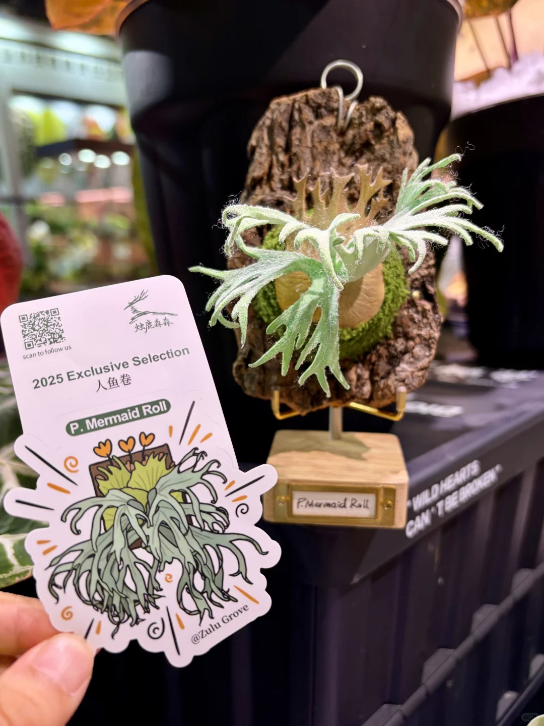 没有人能空手离开无锡热植展?