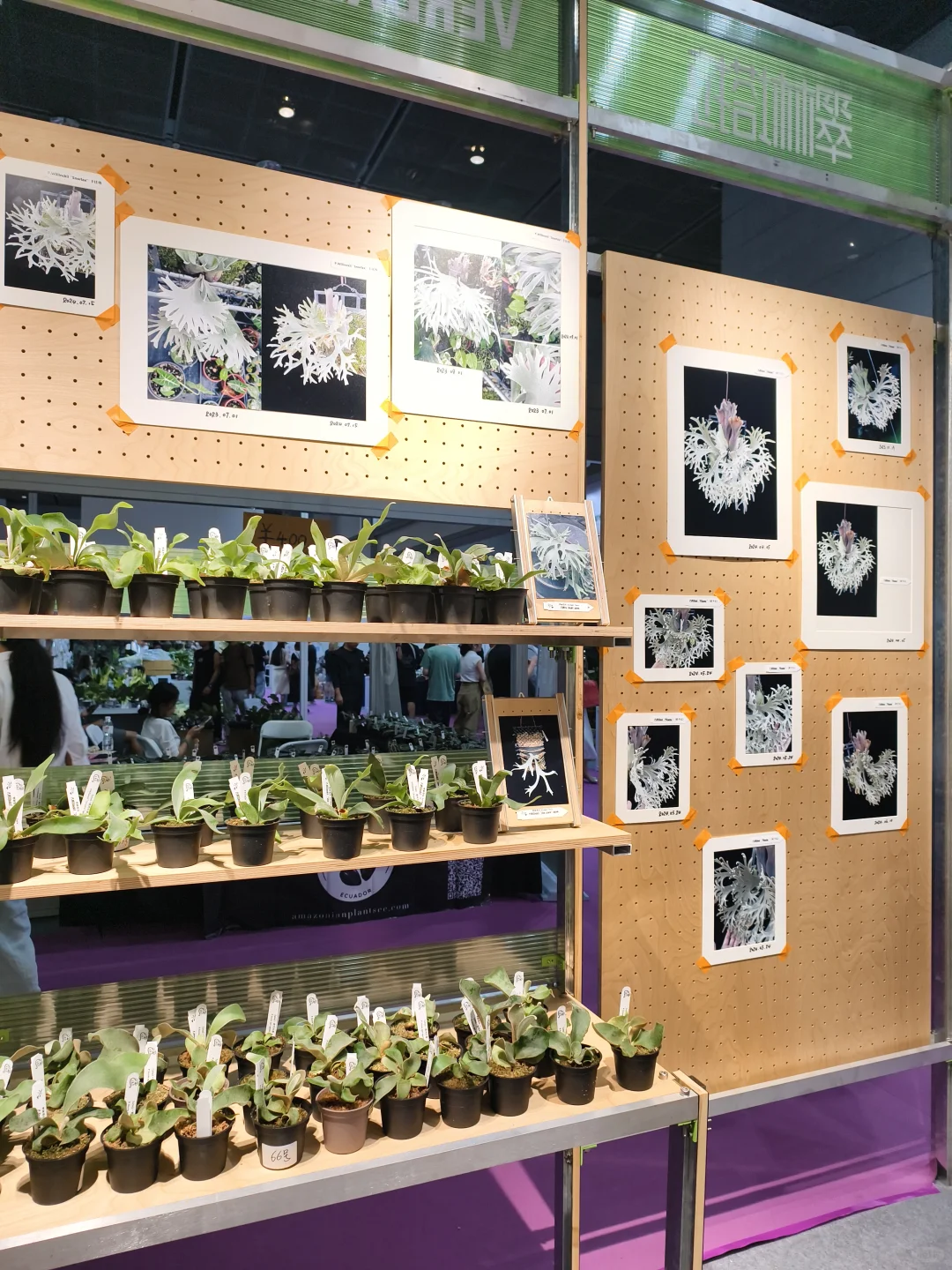 10.17live无锡热植展火热开展?中花大会