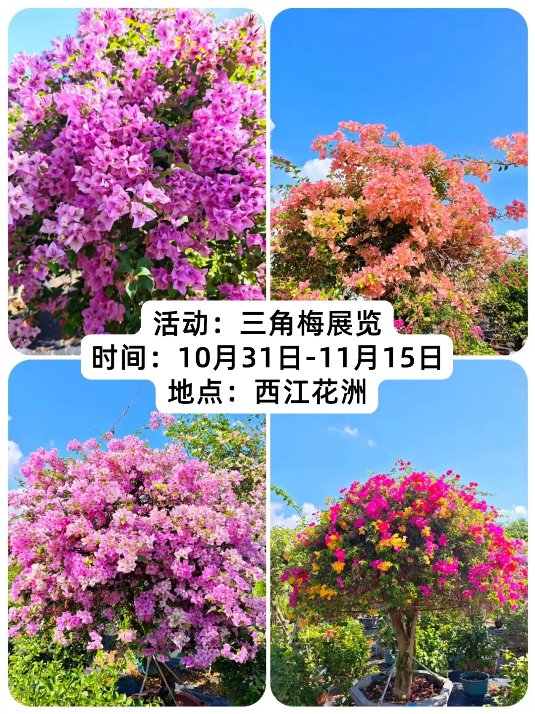 2025年中山花木产业大会即将开幕~