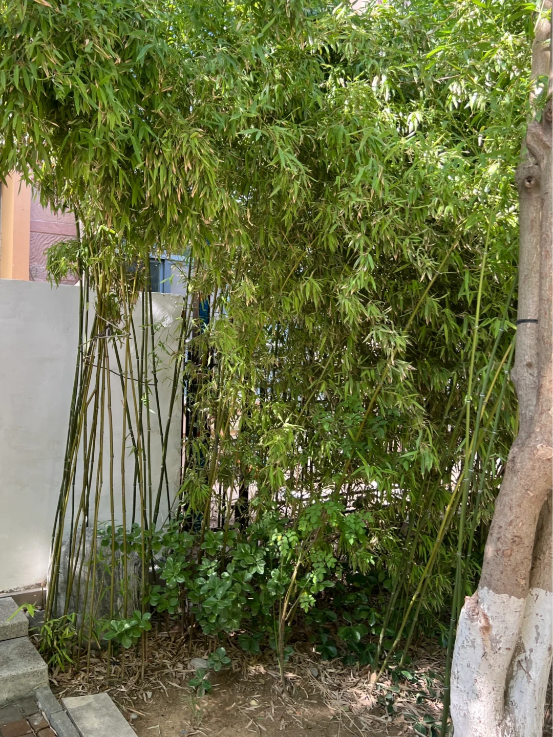 淄博 免费送竹子！