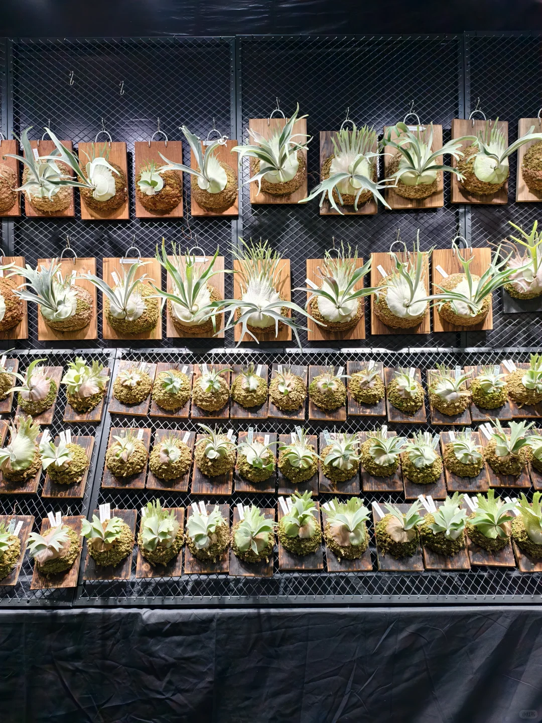 10.17live无锡热植展火热开展?中花大会