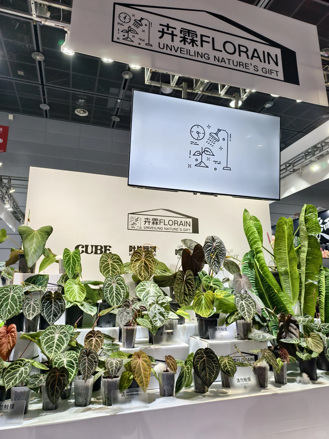 10.17live无锡热植展火热开展?中花大会