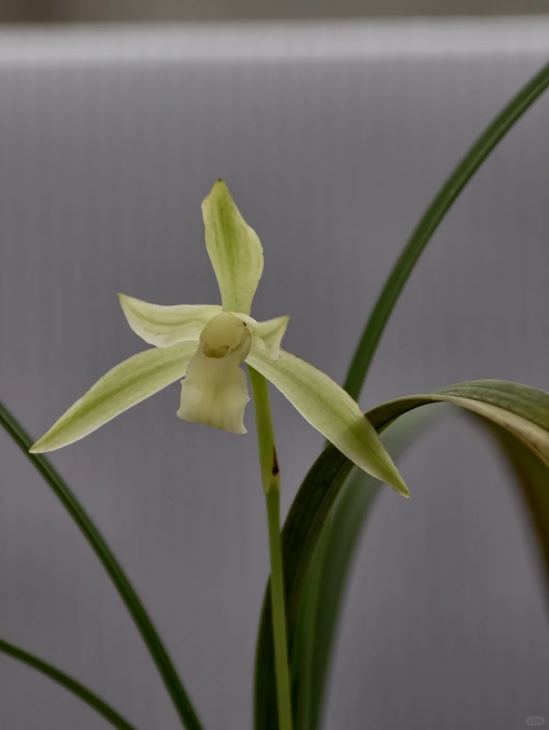 桂林花展｜太饱眼福~我太爱兰花啦！