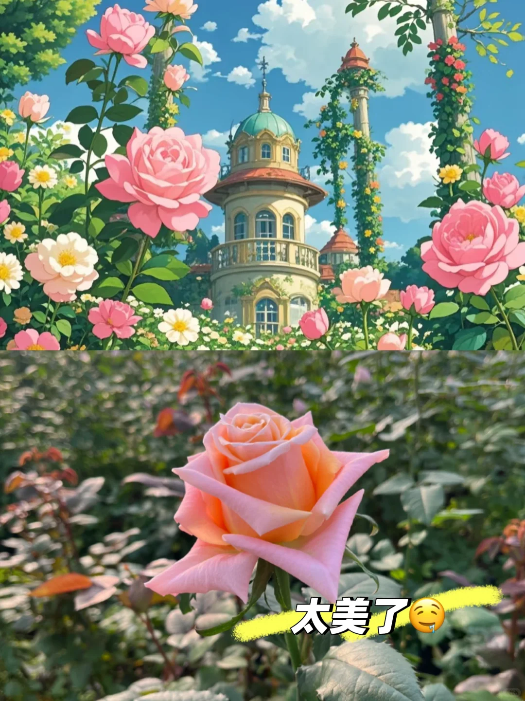 邯郸绝美打卡地！宝藏小众玫瑰花园！