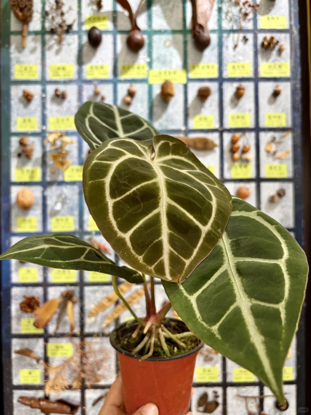 没有人能空手离开无锡热植展?