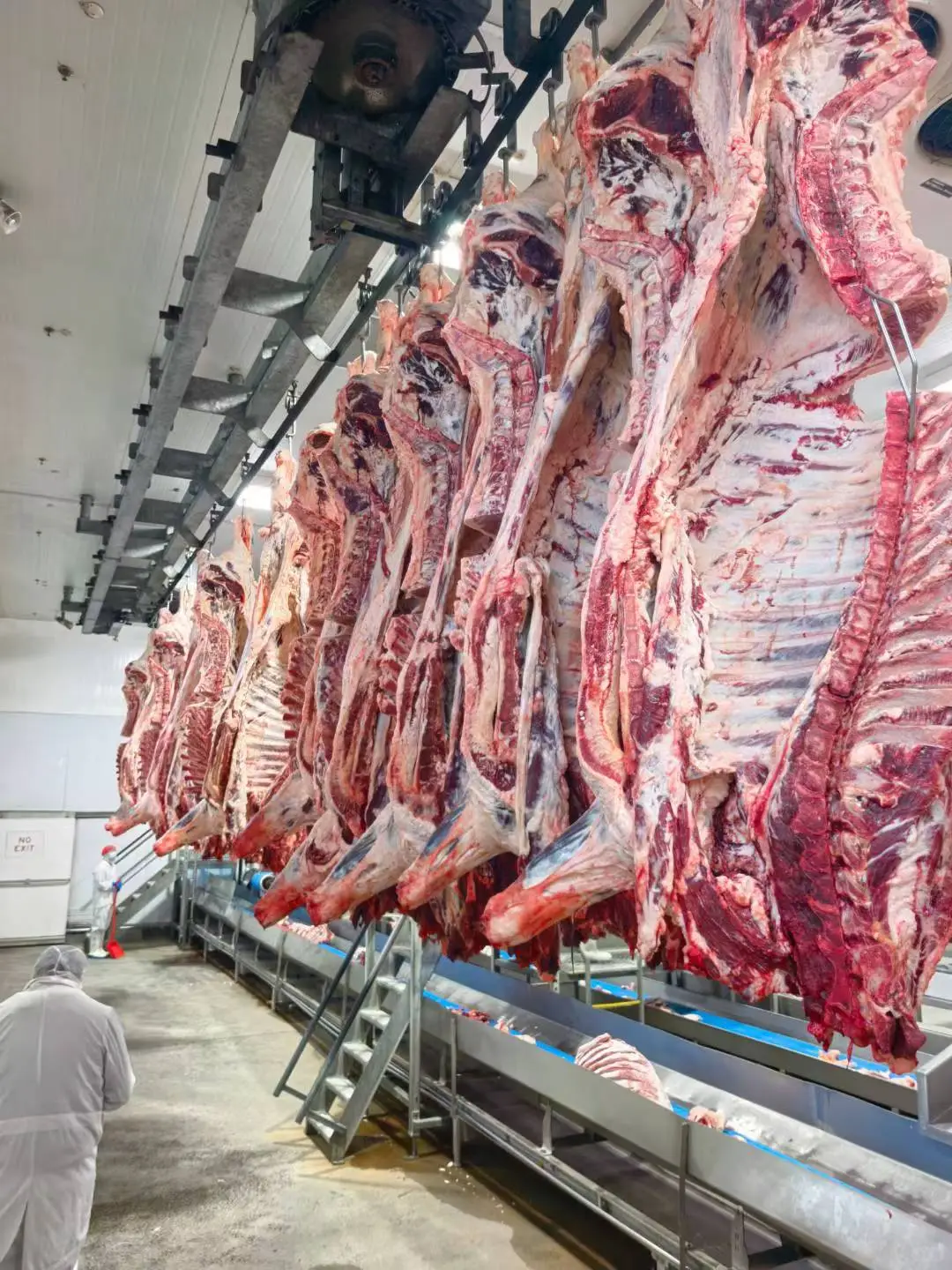 公司深入观看了1265石斧纯血和牛生产线