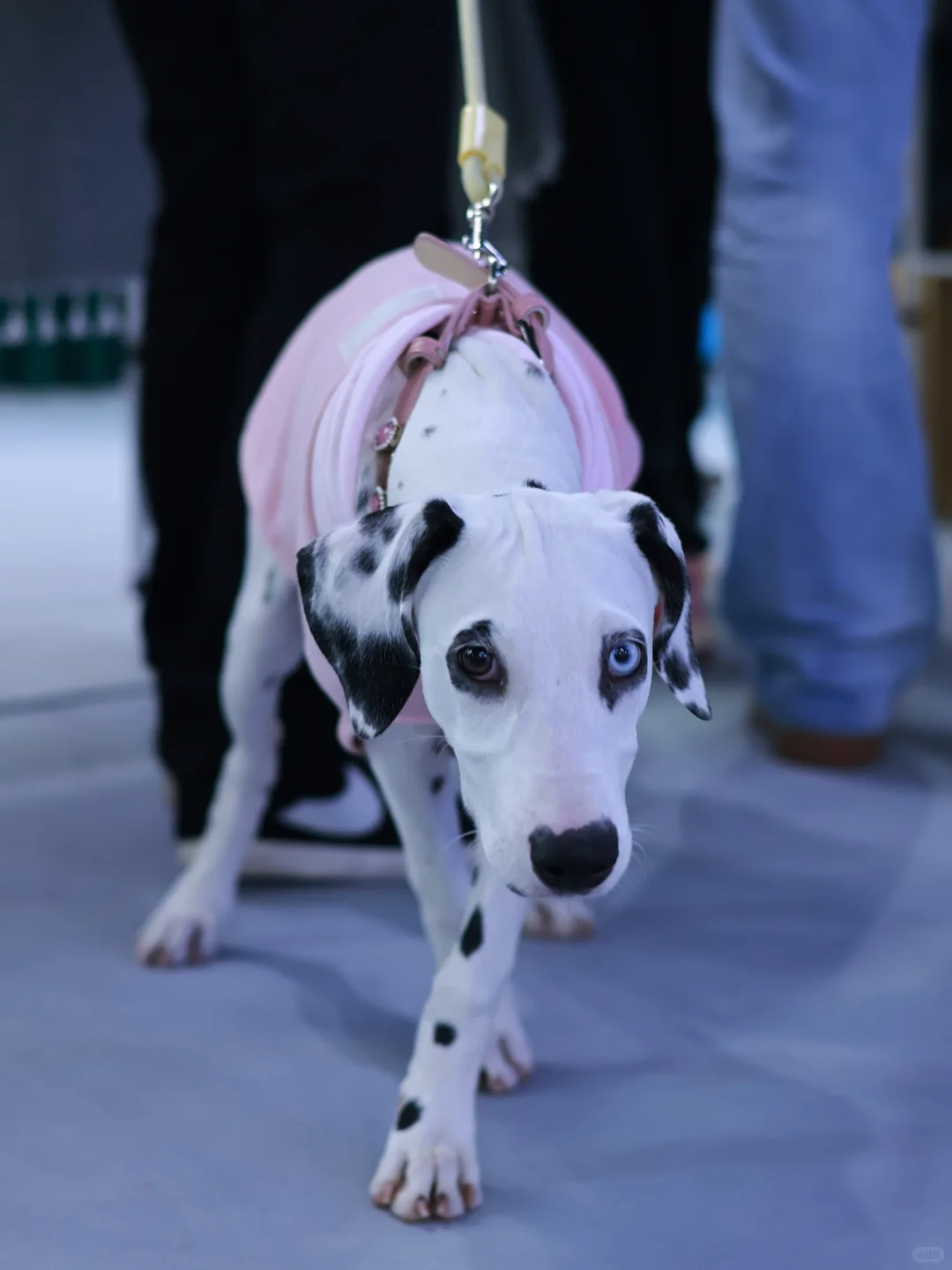 泸州宠物博览会