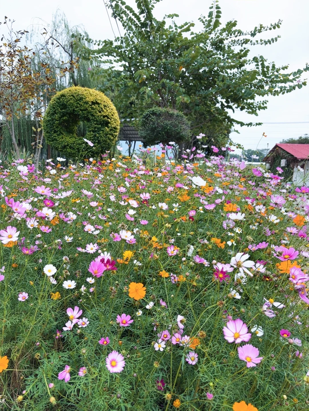 周末不知道去哪？来桂林花展当一天花仙子吧