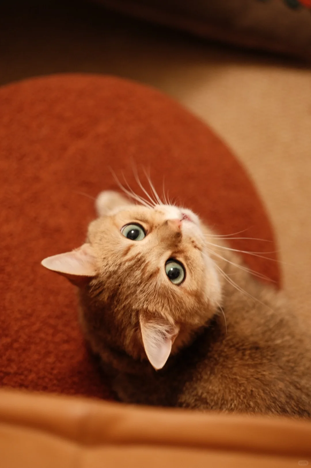 居家日常｜在家养一场属于自己的秋天?