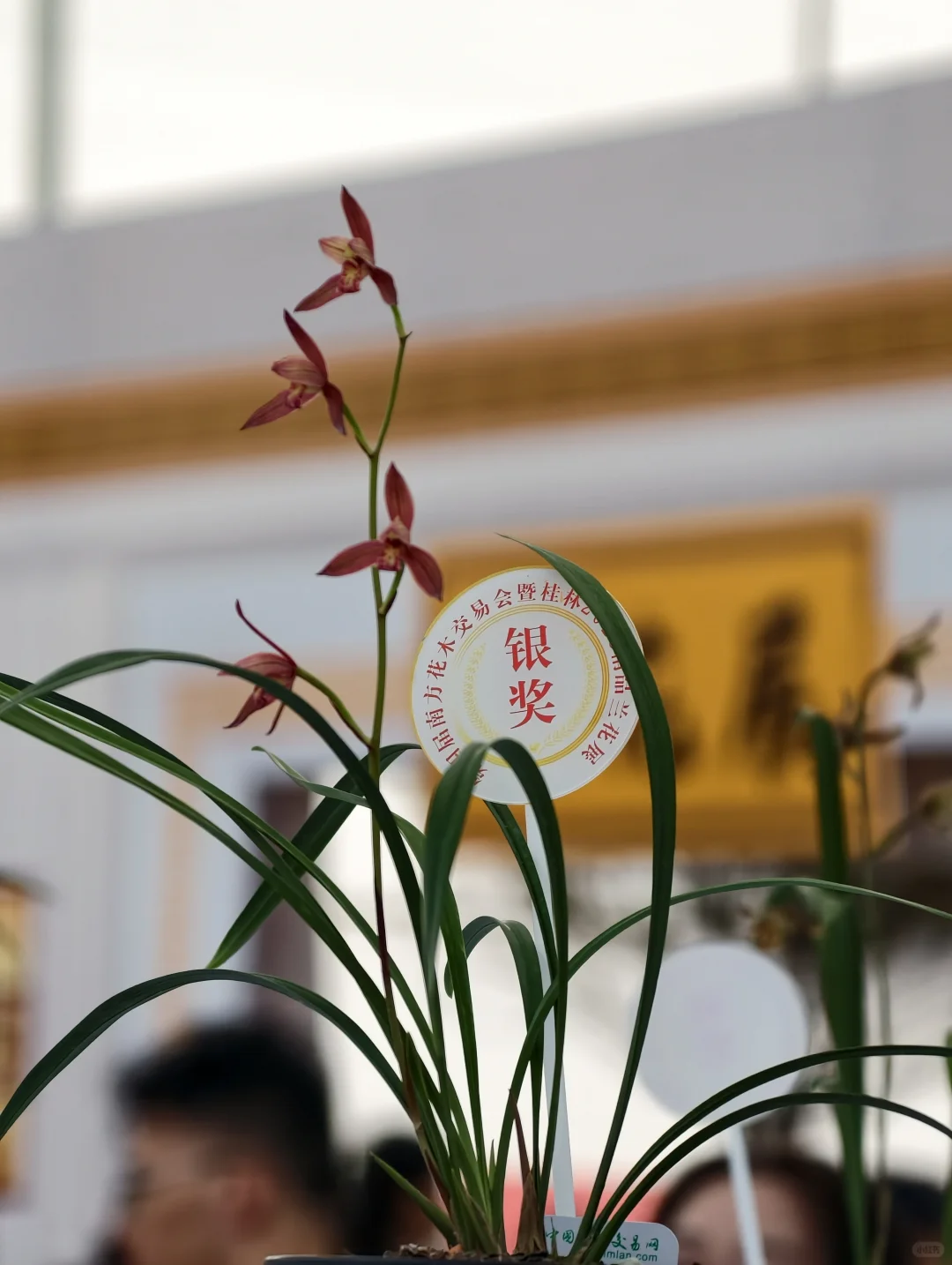 桂林花展｜太饱眼福~我太爱兰花啦！