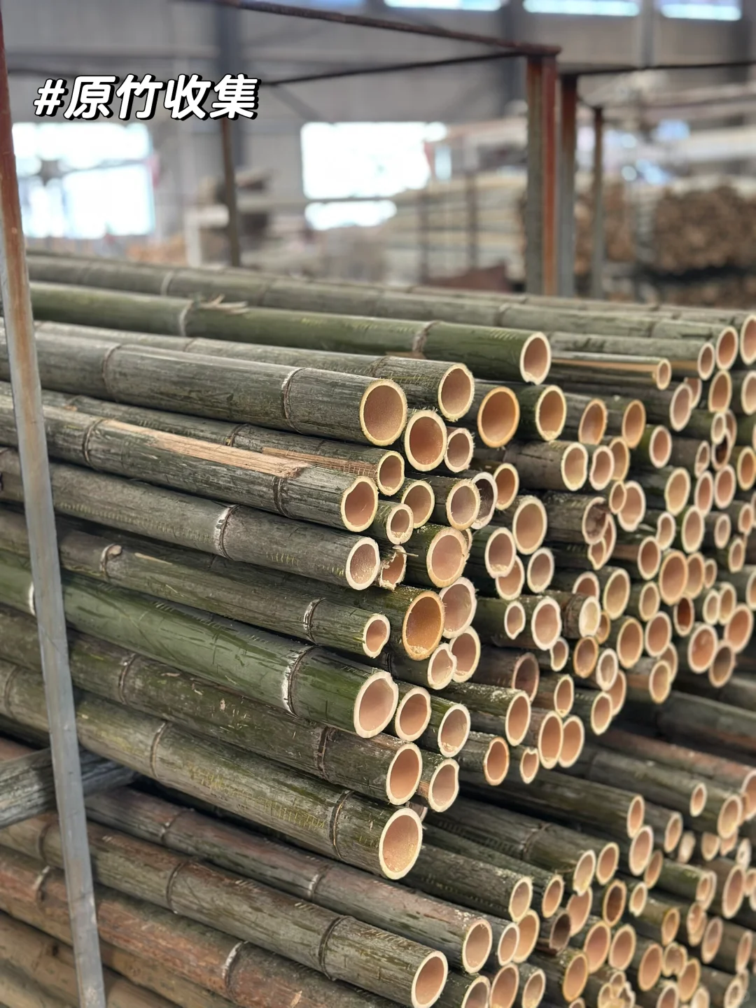 竹子的前世今生