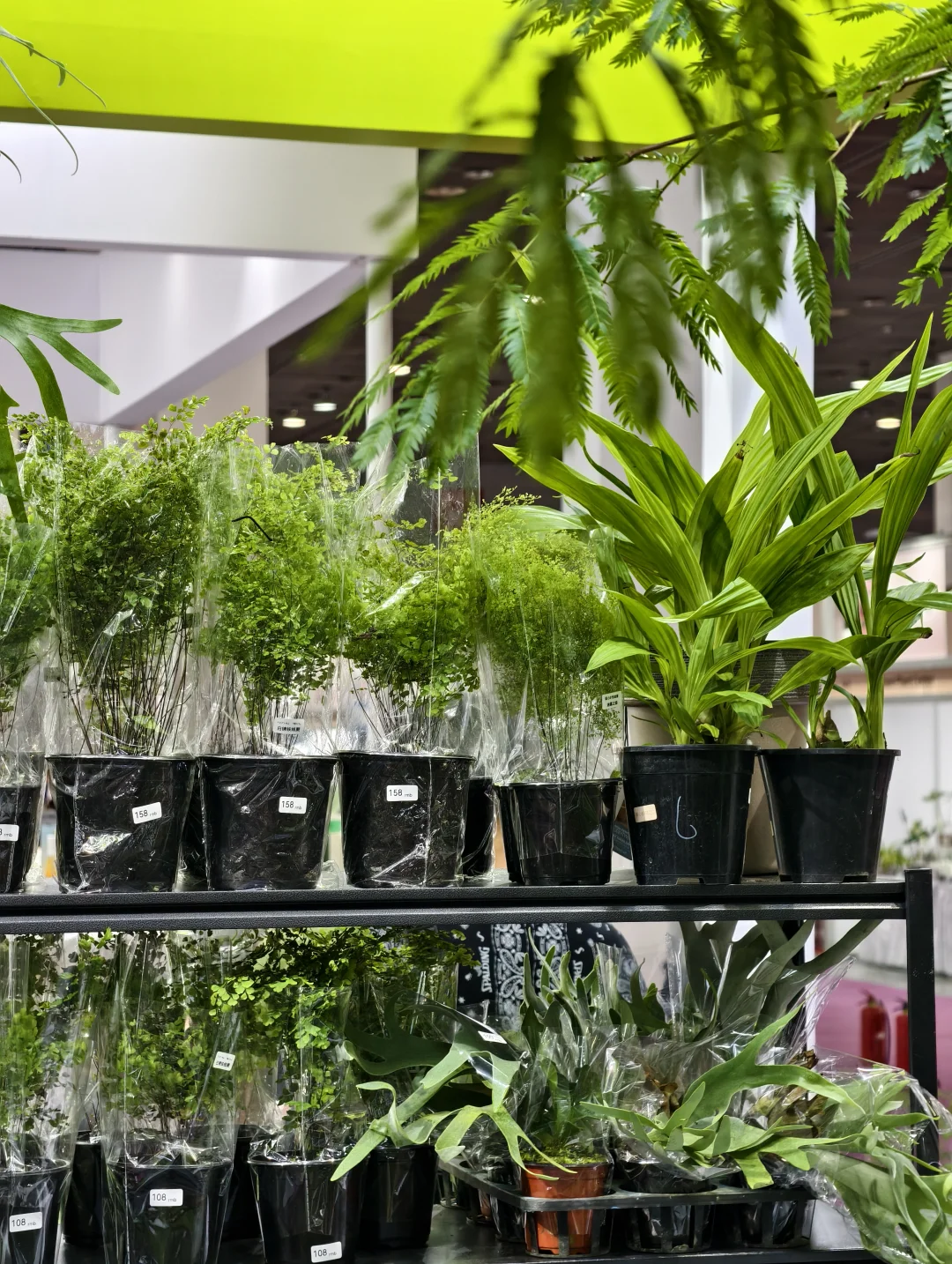 10.17live无锡热植展火热开展?中花大会