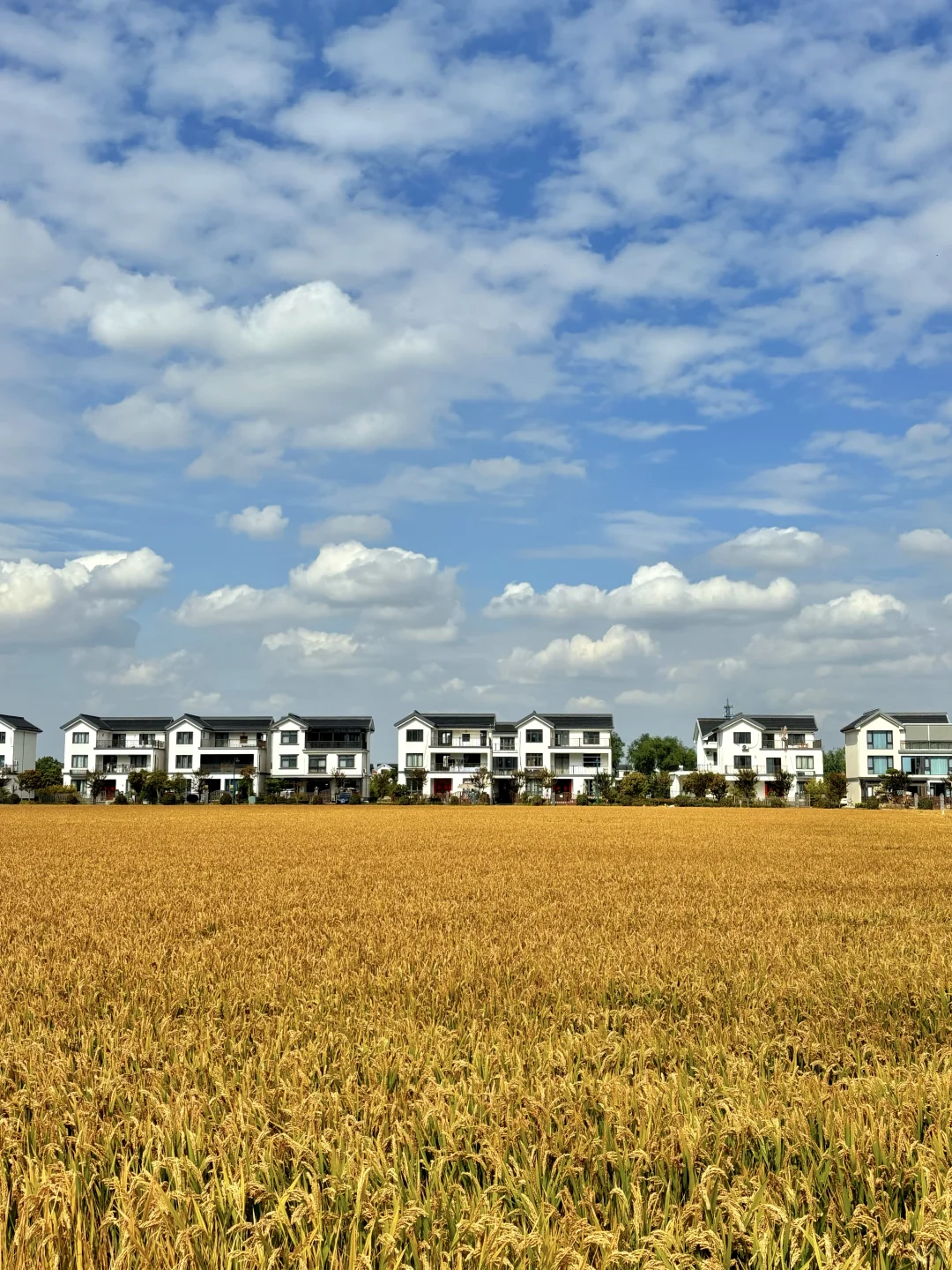 稻海漫过窗棂时,刚好接住了嘉定向阳的秋