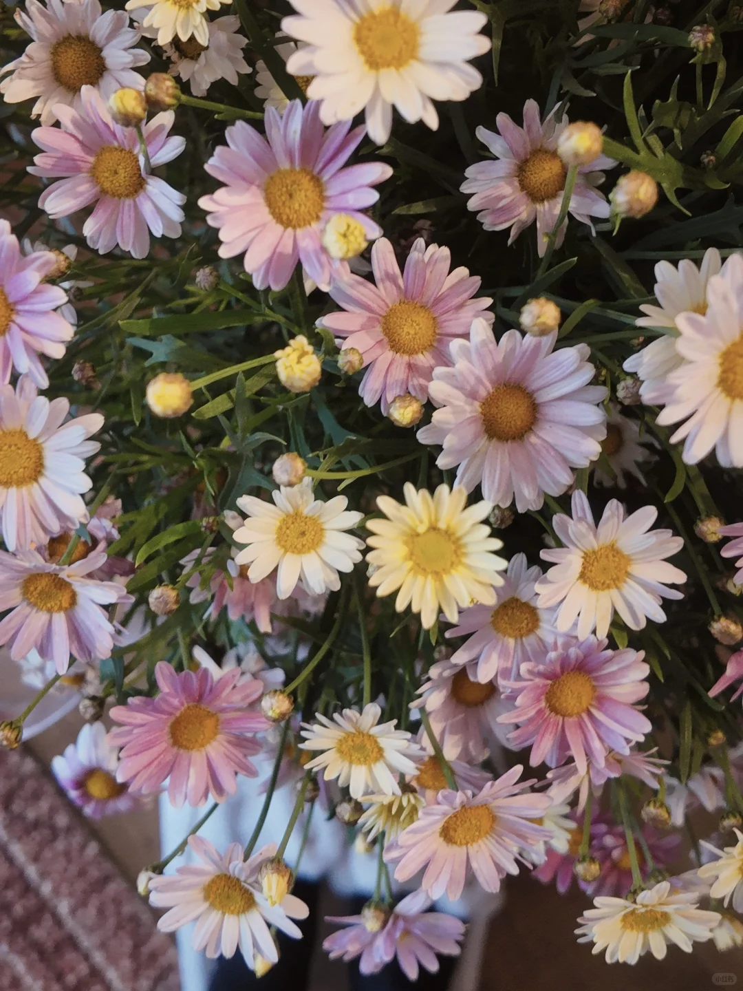 一个人住?｜我和春天的粉色约会??