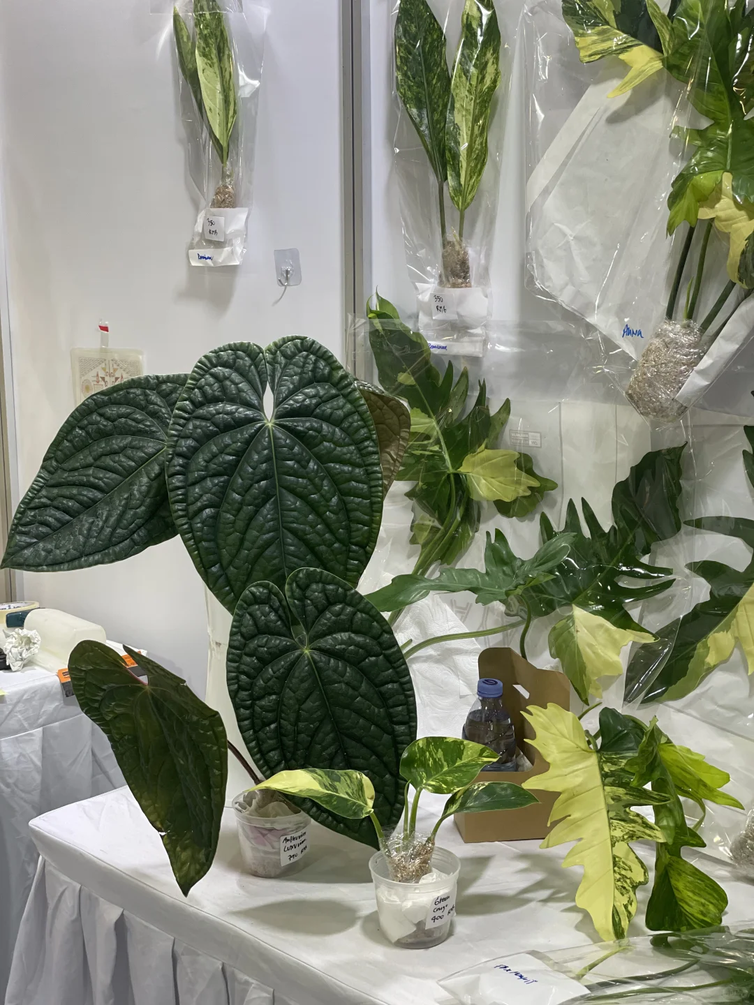 明天是最后一天!欢迎参观我们的S50展位